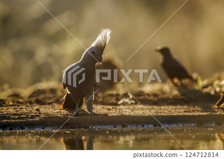 Grey go away bird in Greater Kruger National park, South Africa 124712814