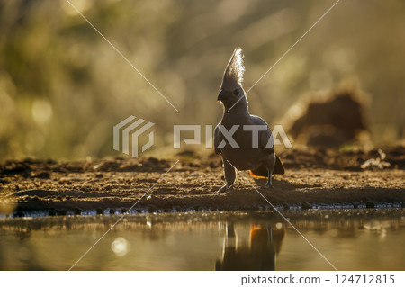 Grey go away bird in Greater Kruger National park, South Africa Grey go away bird in Greater Kruger National park, South Africa 124712815