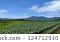 Cabbage field and blue sky 124712910