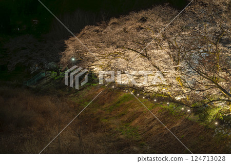 Ome night cherry blossoms light up Ome night cherry blossoms light up 124713028