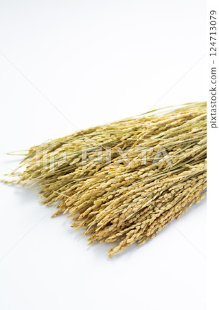 Rice panicle of rice 124713079