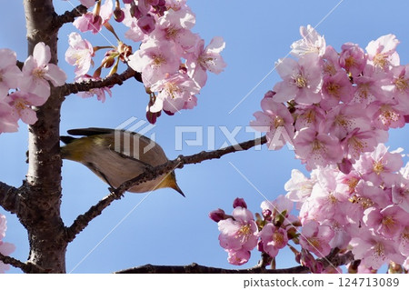 春天，一隻可愛的繡眼鳥棲息在河津櫻花的樹枝上 124713089