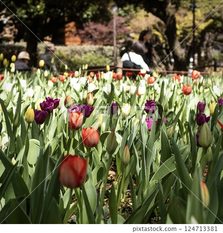 A colorful tulip's flower bed 124713381