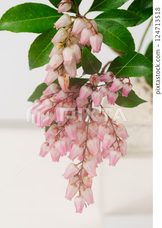 粉紅色的阿塞比 124713518