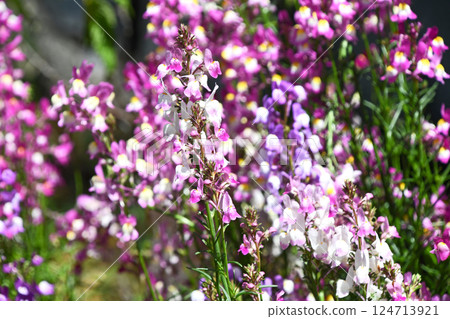 Linaria (Hime Goldfish) 124713921