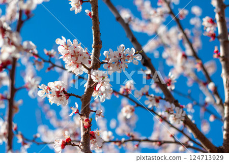 Springtime Apricot Blossoms with Blue Background 124713929