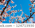 Spring Apricot Tree with Bright White Flowers 124713930