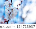 Delicate Apricot Blossom on Sunny Spring Morning 124713937