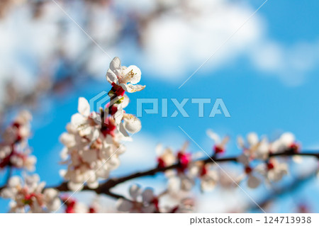 Blue Sky and Apricot Blossoms Spring Scene 124713938