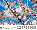 Blooming Apricot Flowers in Nature Spring 124713939
