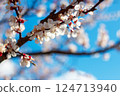 Beautiful Apricot Bloom in Spring Sunlight 124713940
