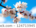 Apricot Tree Blossoming Under Blue Sky in Spring 124713945
