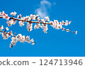 Apricot Flowers Blooming Under Clear Sky 124713946