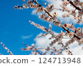 Apricot Blossoms in Morning Light Against Sky 124713948