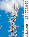 Apricot Bloom with Vibrant Blue Sky and Sunlight 124713949