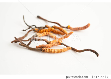 Cordyceps sinensis or Ophiocordyceps sinensis isolated on white background, mushroom herb treatment medicine. Cordyceps sinensis or Ophiocordyceps sinensis isolated on white background, mushroom herb treatment medicine. 124714317