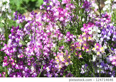 Linaria (Hime Goldfish) Linaria (Hime Goldfish) 124714646