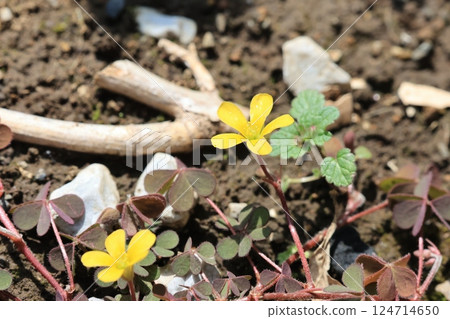 Close-up of a small wood sorrel flower 124714650