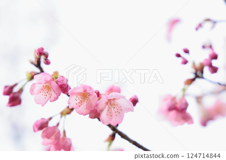 Pink Yohko Sakura starting to bloom [White background] [Sky background] 124714844