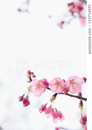 Pink Yohko Sakura starting to bloom [White background] [Sky background] 124714845