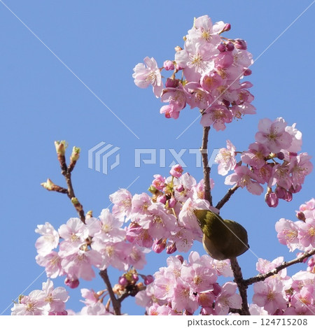 A white-eye sucking nectar from Kawazu cherry blossoms against a blue sky 124715208