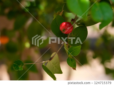 Pitanga or Suriname cherry fruit (lat.- Eugenia uniflora) 124715379