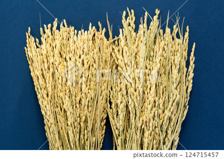 Rice panicle of rice 124715457