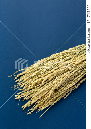 Rice panicle of rice 124715501