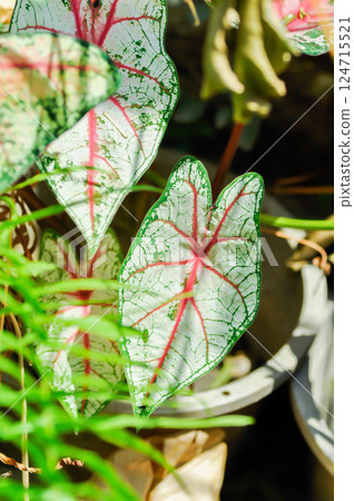 Caladium, Caladium Bicolor Vent or Caladium bicolor or bicolor leaf 124715521
