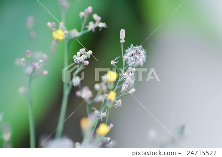 Asiatic Hawksbeard, Dandelion or Oriental False Hawksbeard or Rock dandelion or Senecio sylvaticus or Taraxacum laevigatum or Taraxacum officinale or Youngia japonica or yellow flower Asiatic Hawksbeard, Dandelion or Oriental False Hawksbeard or Rock dandelion or Senecio sylvaticus or Taraxacum laevigatum or Taraxacum officinale or Youngia japonica or yellow flower 124715522