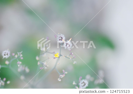 Asiatic Hawksbeard, Dandelion or  Oriental False Hawksbeard or Rock dandelion or Senecio sylvaticus or Taraxacum laevigatum or Taraxacum officinale or Youngia japonica or yellow flower 124715523