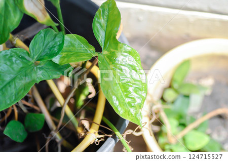 Syngonium podophyllum, Arrowhead Vine or Goosefoot Plant or Araceae or bicolor syngonium 124715527