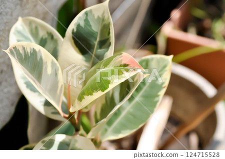 Decora Tree, Indian Rubber Tree or Rubber Plant or Variegated Indian Rubber or Ficus elastica or Assam Rubber 124715528