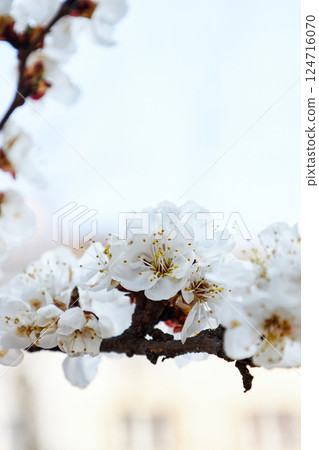 Blooming apricot tree, branch with white flowers 124716070