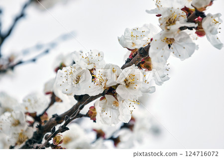 Blooming apricot tree, branch with white flowers 124716072
