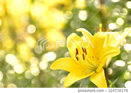 美麗的百合花 124716178