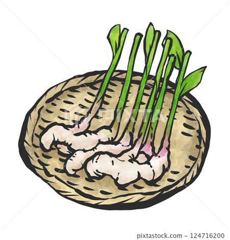 新鮮生薑的手繪插圖 124716200