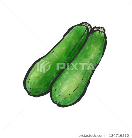 西葫蘆手繪筆刷風格插畫 西葫蘆手繪筆刷風格插畫 124716210