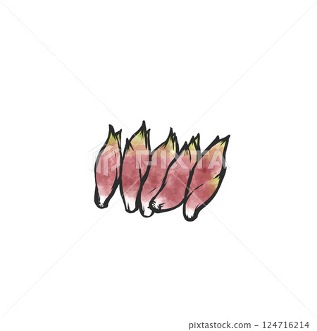 薑的手繪插圖 124716214