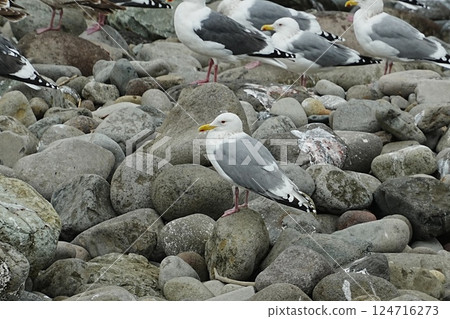 Herring gull standing on rocks 124716273