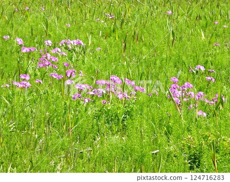 四月報春花 124716283