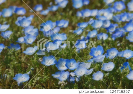 "Ozu City, Ehime Prefecture" Nemophila at Flower Park Ozu 124716297