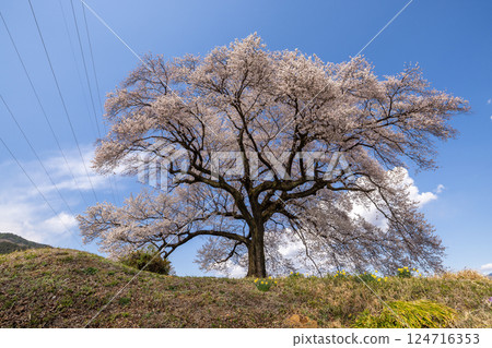 三洋嬰兒床 124716353