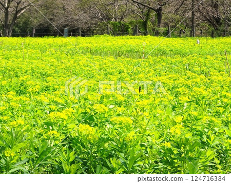 April Flowers April Flowers 124716384