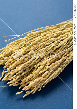 Rice panicle of rice Rice panicle of rice 124716386