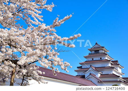 春天的櫻花會津若松城 124716400