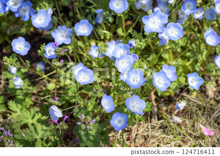 粉蝶 藍色的花朵 春天的花朵 春天的顏色 四月圖片 124716411