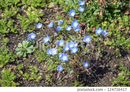 Nemophila Blue Flowers Spring Flowers Spring Colors April Image Nemophila Blue Flowers Spring Flowers Spring Colors April Image 124716417