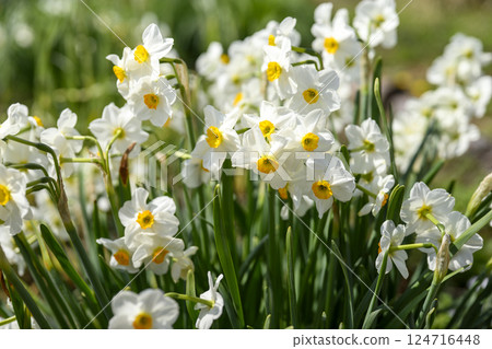Daffodil Flower Spring Colors Spring April Material 124716448