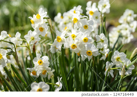 Daffodil Flower Spring Colors Spring April Material 124716449